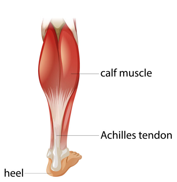 Ankle Joint: Anatomy, Function, Importance