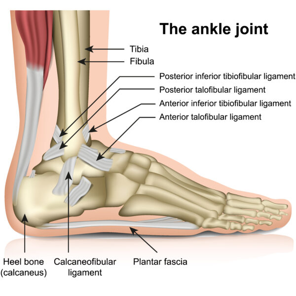 Ankle (Talocrural) Joint - Learn Muscles