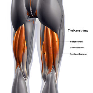 The Knee-Hip Connection: Muscles and movement