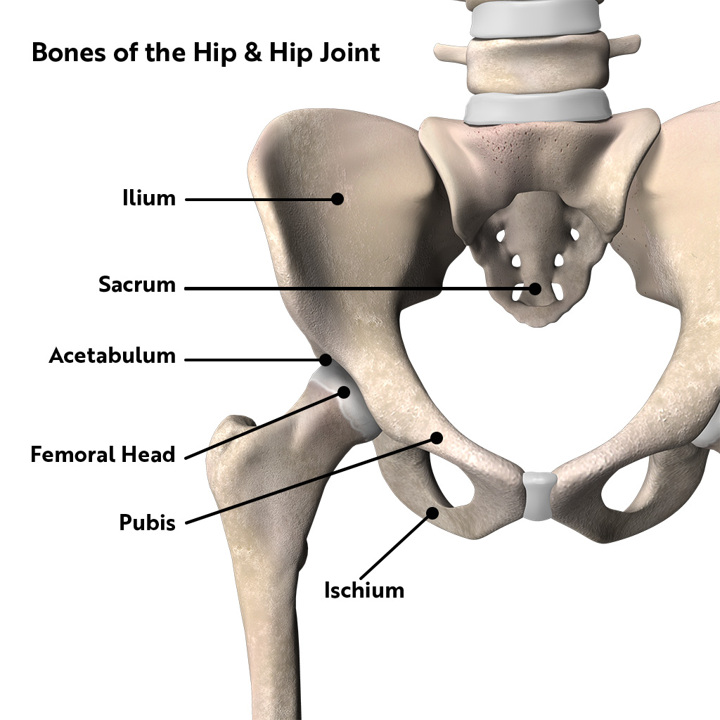 Hip Anatomy and Functions of the Hip