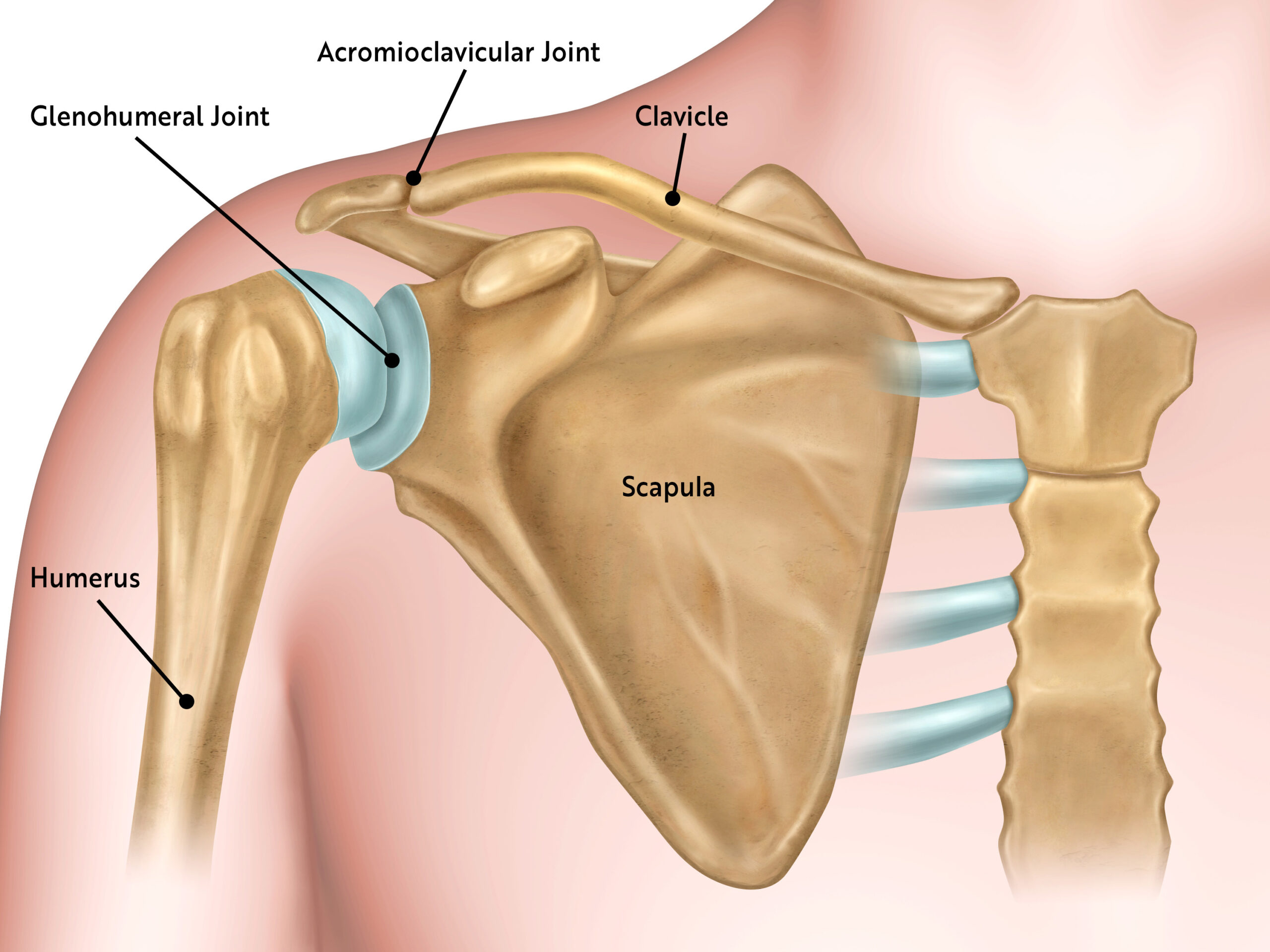 Bones of the shoulder, glenohumeral joint, acromioclavicular joint