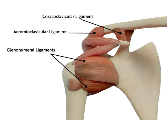 ligaments of the shoulder